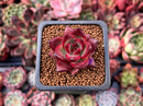 Echeveria Agavoides 'Pentera' 1" Small Succulent Plant
