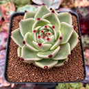 Echeveria Agavoides 'Blue Dragon' 3" Succulent Plant