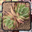 Echeveria Agavoides 'Rusty Nail' 3" Succulent Plant