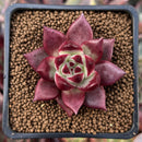 Echeveria Agavoides 'Luming' 1"-2" Succulent Plant
