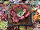 Echeveria 'Santorini' 2" Succulent Plant
