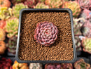 Echeveria 'Shella' 1" Succulent Plant