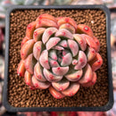 Echeveria 'Piano' 2" Succulent Plant