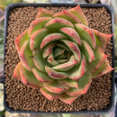 Echeveria Agavoides 'April' 3" Succulent Plant