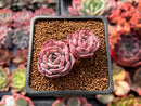 Echeveria 'Laurensis' 2" Cluster Succulent Plant