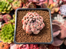 Echeveria 'Panda' 1" Succulent Plant