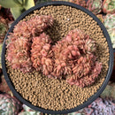 Echeveria Agavoides 'Gilva' Crested 5" Succulent Plant