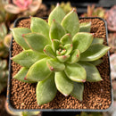 Echeveria Agavoides 'Maria' Lightly-Variegated 2" Succulent Plant