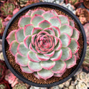 Echeveria 'Silhouette' Extra Large 5" Powdery Succulent Plant