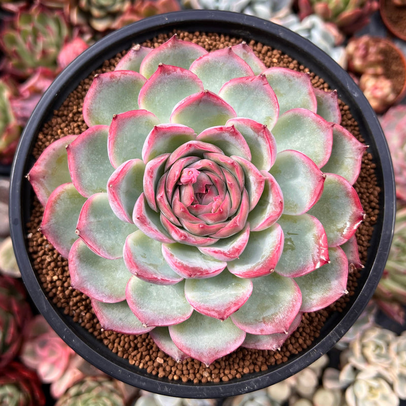 silhouette succulent Echeveria 'Silhouette' Extra Large 5" Powdery Succulent Plant – True Succulents Plant Co