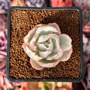 Echeveria 'Berkley Light' Variegated 1” Succulent Plant