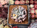 Echeveria 'Cubic Frost' Variegated 2" Succulent Plant