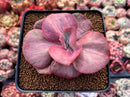 Echeveria 'Suyon Frill' Variegated 3" Succulent Plant