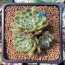 Echeveria 'Wooly Rose' 1" Succulent Plant