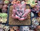 Echeveria 'Colorata' 2" Powdery Succulent Plant