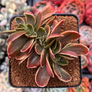 Echeveria 'Fimbriata' Variegated AKA 'Fasciculata' Crested 3" Succulent Plant