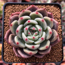 Echeveria 'Sharman' 3" Succulent Plant