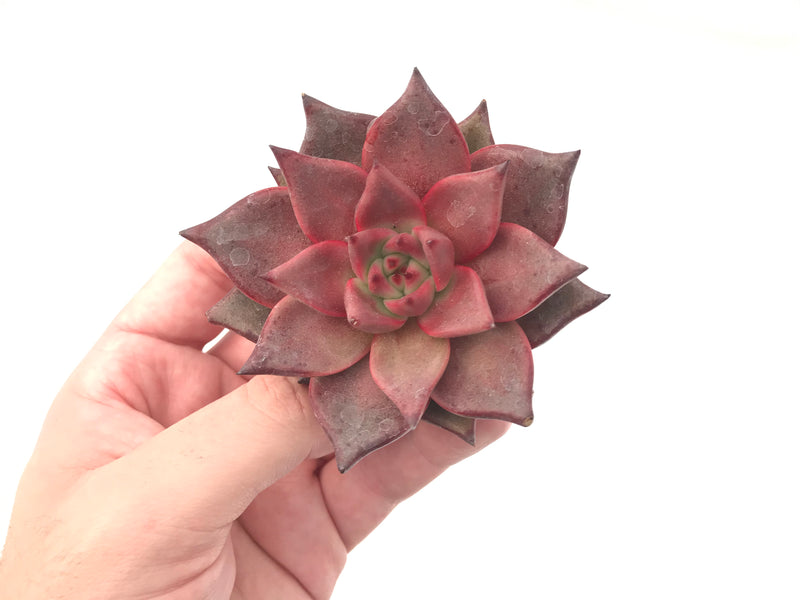 Echeveria Agavoides 'Red Ebony' 3” Succulent Plant