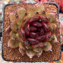 Echeveria Agavoides 'Black Queen' 3" Succulent Plant