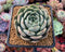 Echeveria 'Maroon Hill' 2”-3" Succulent Plant