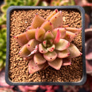 Echeveria Agavoides 'Star of Seoul' 1"-2" New Hybrid Succulent Plant