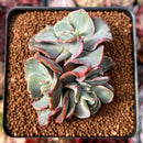 Echeveria 'Blue Spur' 2"-3" Succulent Plant