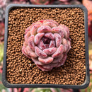 Echeveria Hybrid 1" Succulent Plant