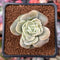 Echeveria 'Lovely Rose' 1" Succulent Plant