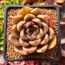 Echeveria Agavoides 'Symphony' 2" Succulent Plant