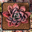 Echeveria 'Mezzoglam' Seed-grown Hybrid 2"-3" Succulent Plant