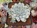 Echeveria 'Humilis' Variegated 3" Succulent Plant