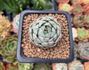 Echeveria 'Ben Badis' 1" Succulent Plant