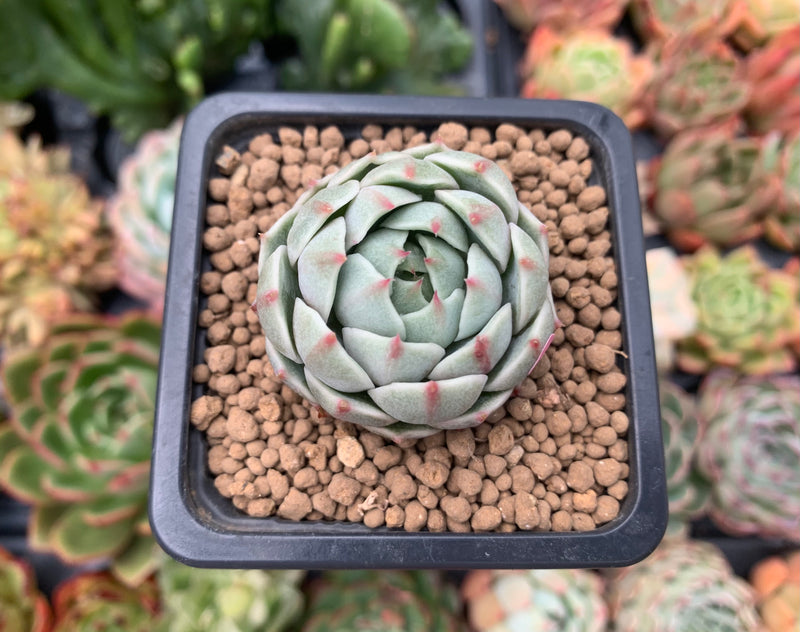 ben badis succulent Echeveria 'Ben Badis' 1" Succulent Plant – True Succulents Plant Co
