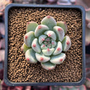 Echeveria 'Shakino' 1" New Hybrid Succulent Plant