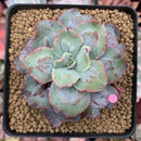 Echeveria 'Blue Spur' 3"-4" New Hybrid Succulent Plant