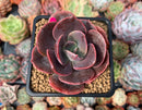 Echeveria 'Blue Metal' Non-Variegated 3" Succulent Plant