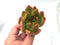 Echeveria Agavoides 'Frank Reinalt' 3"-4" Rare Succulent Plant