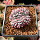 Echeveria 'Boa' Crested 1" New Hybrid Succulent Plant