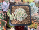Echeveria 'Tango' Variegated 1" Small Succulent Plant