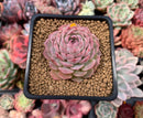 Echeveria 'Hongil' 2" Succulent Plant