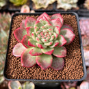 Echeveria 'Dracula' Crested 2" Succulent Plant