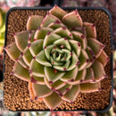 Echeveria Agavoides 'Sarabony' 2" Succulent Plant