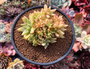 Echeveria Agavoides 'Maria' Crested 4" Succulent Plant