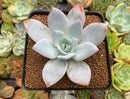 Echeveria 'White Lotus' 3" Powdery Succulent Plant