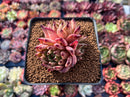 Echeveria Agavoides 'Sarabony' 3" Cluster (Seed Grown) Succulent Plant