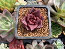 Echeveria Agavoides 'Red Ebony' 1" Succulent Plant