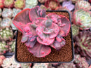 Echeveria 'Beyonce' Variegated 3" Succulent Plant
