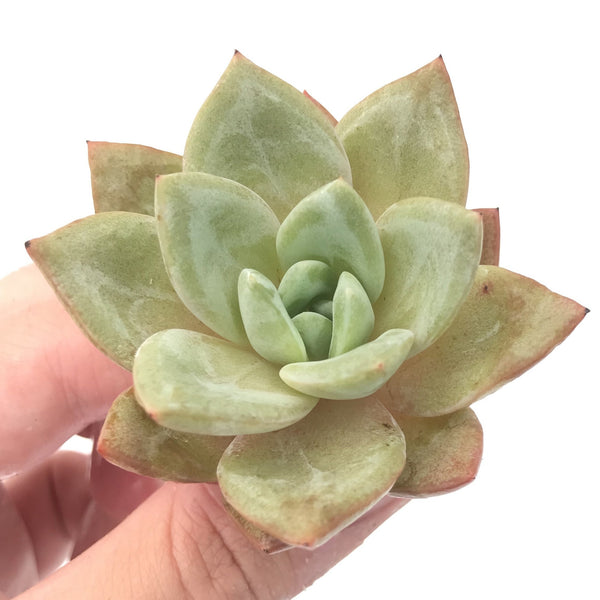 german champagne succulent Echeveria 'German Champagne' 2"-3" Rare Succulent Plant – True Succulents Plant Co