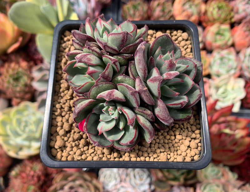 daniels succulents Echeveria 'Joan Daniel' 3" Cluster Succulent Plant – True Succulents Plant  Co
