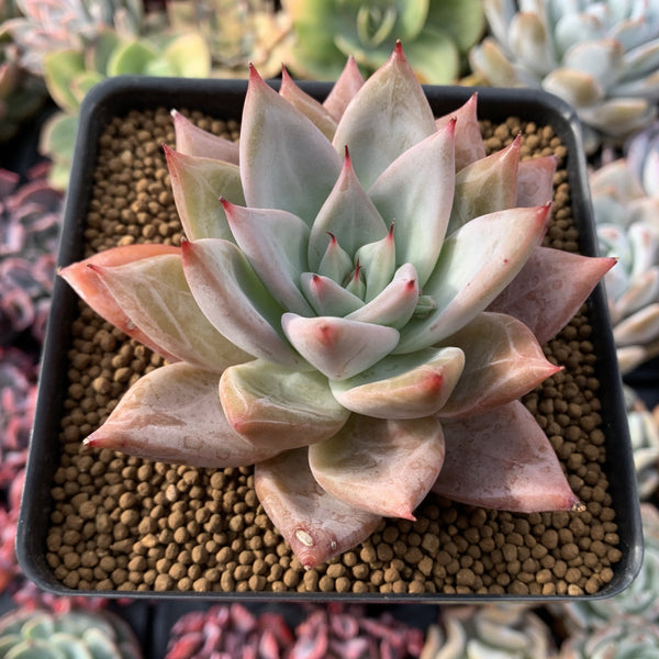 large purple succulent Echeveria 'Giant Purple' 4" Powdery Succulent Plant – True Succulents Plant Co